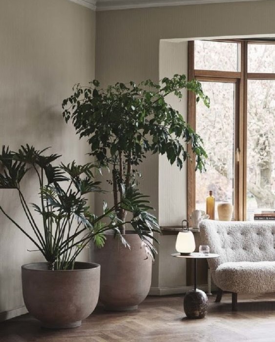 12 idee su Vasi grandi da interni  piante da interno, arredare con le  piante da appartamento, piante da appartamento